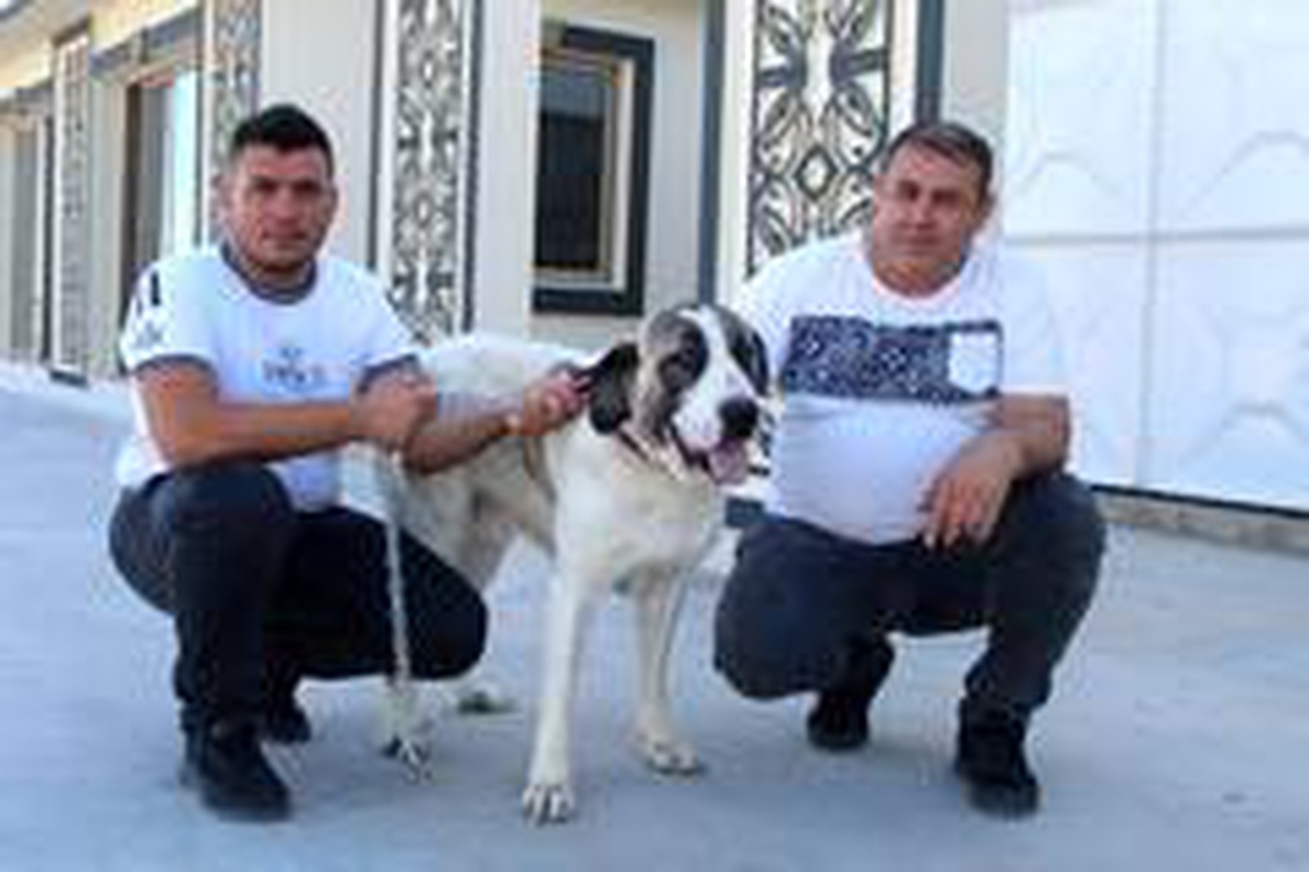 Yolda bulup tedavi ettirdiği sokak köpeği sebebiyle haciz geldi, köpeğin ismini \'Haciz\' koydu
