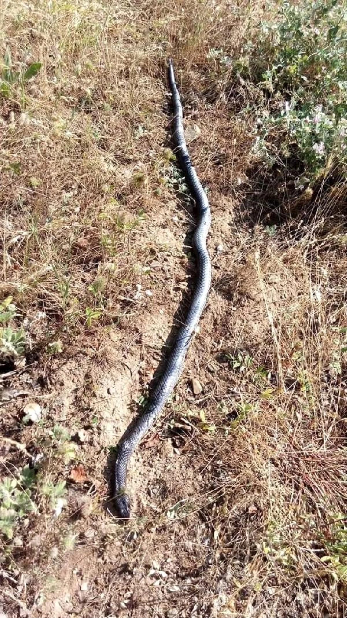 3 metreden uzun yılanı görüntüledi