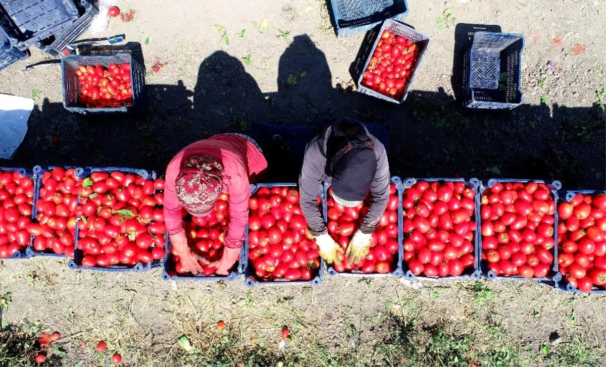 Domates tarlada 60 kuruşa düştü