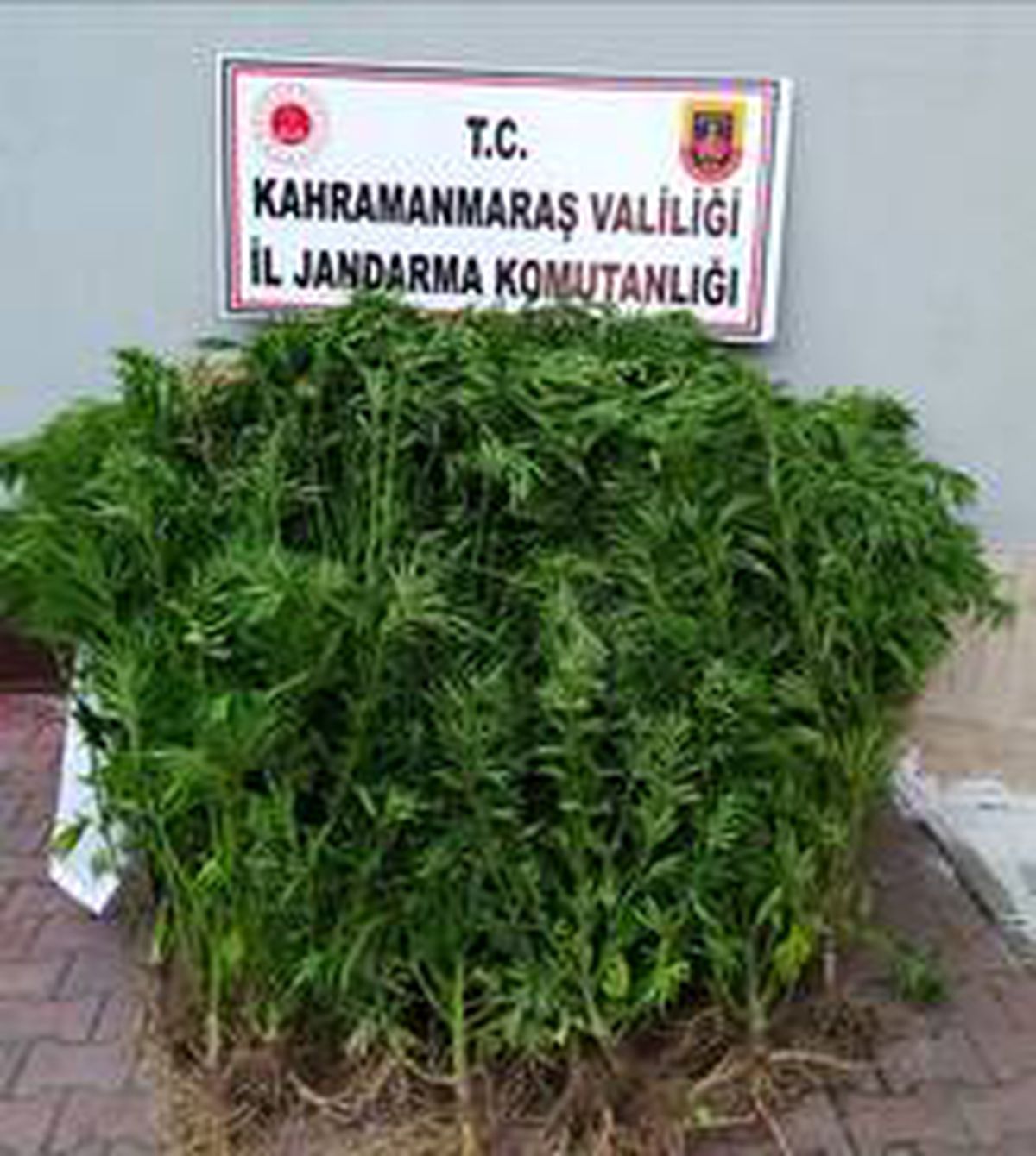 Evlerinin bahçesinde uyuşturucu yetiştirdiler