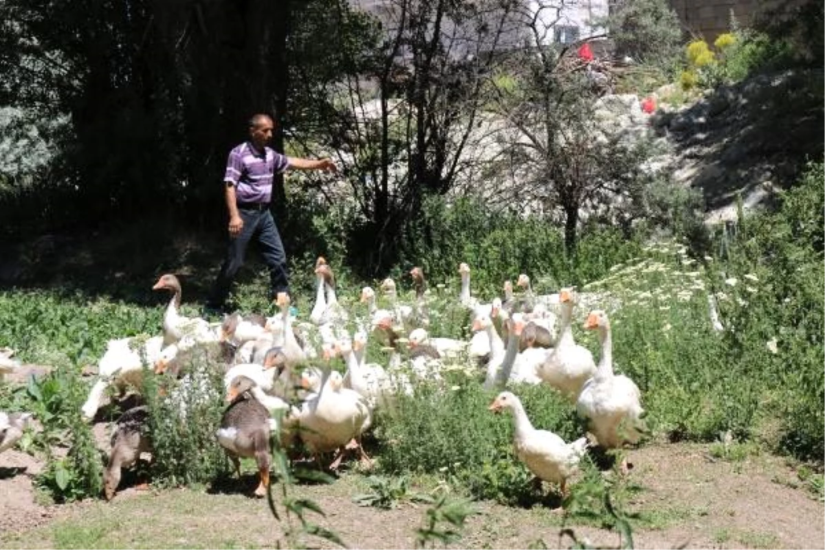 Hobi olarak başladığı kaz yetiştiriciliği gelir kapısı oldu