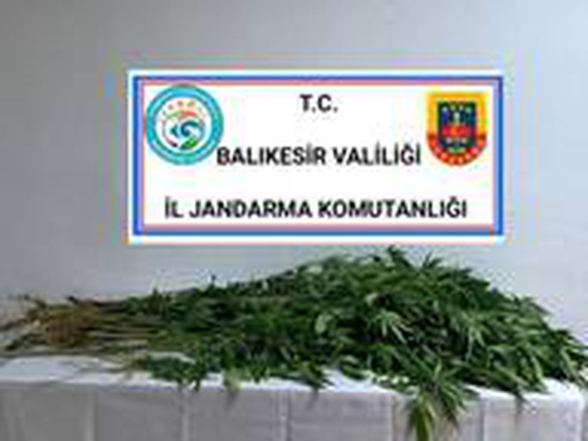 Jandarma\'dan kenevir operasyonu