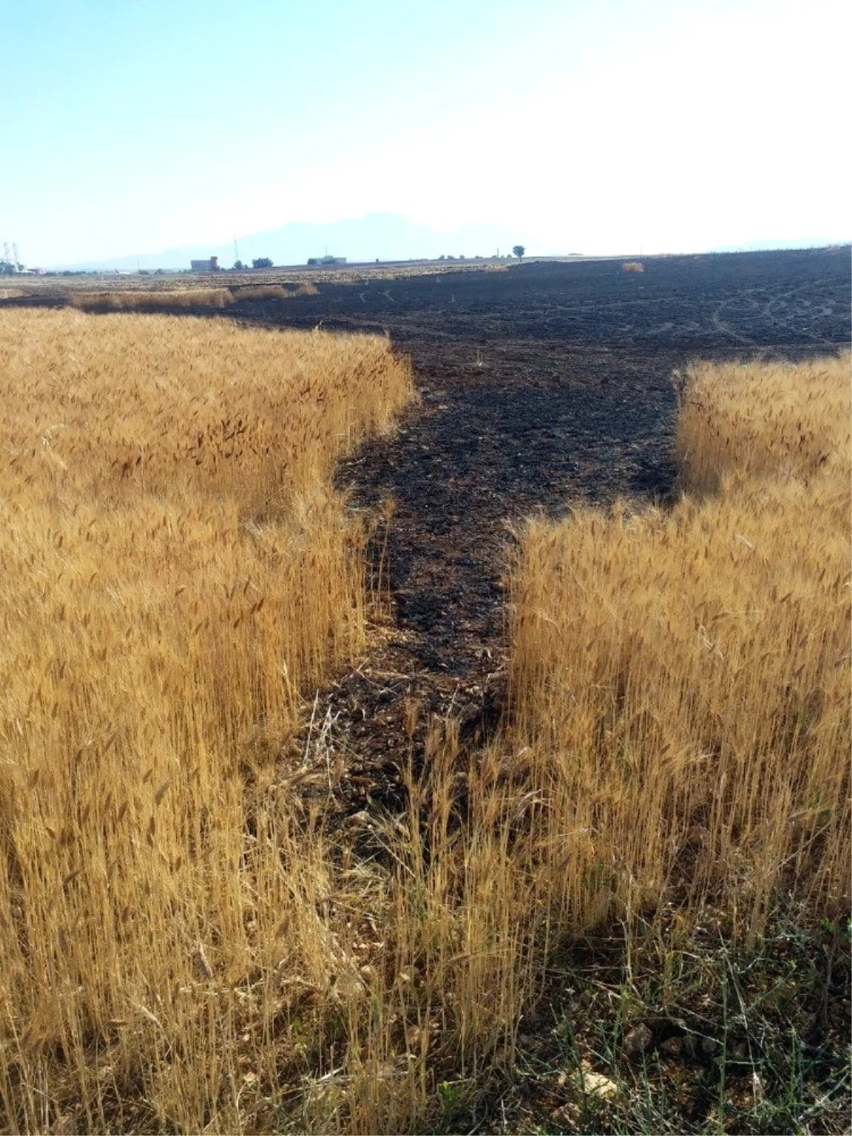 Karaman\'da çıkan yangında 19 dekarlık buğday tarlası kül oldu