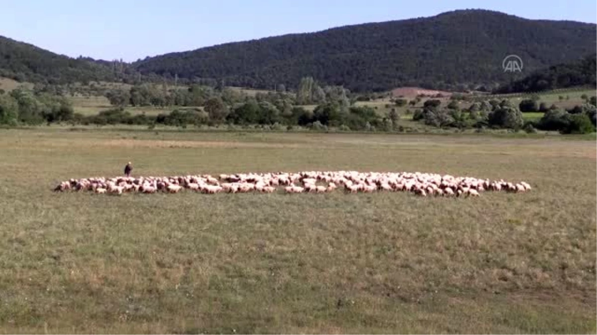 Mali müşavirin çiftliğinde İngiliz ırkı ve yerli cins koyunlarla "ette yüksek verim"
