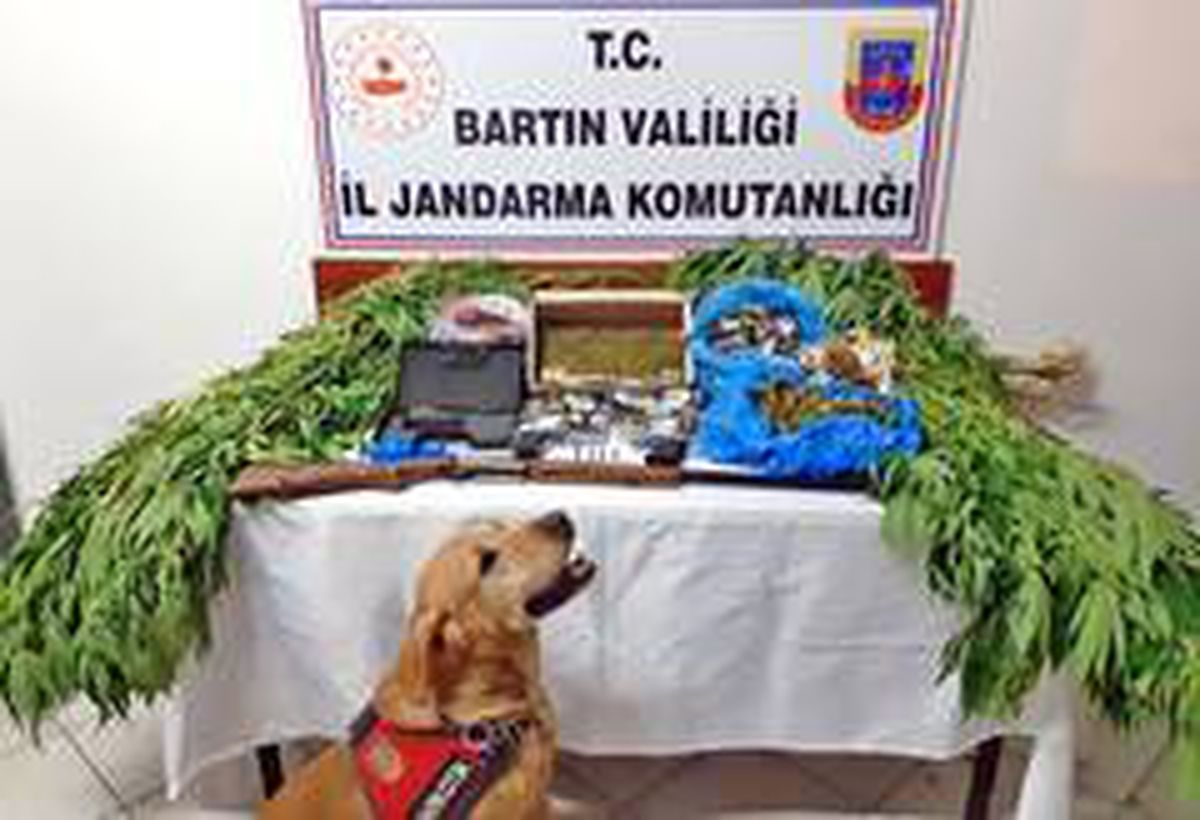 Yasa dışı kenevir yetiştiren baba ve oğlu gözaltına alındı