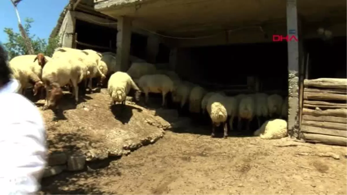 ADANA Köse: Bilim insanları kene kısırlaştırma konusunda çalışma yapmalı