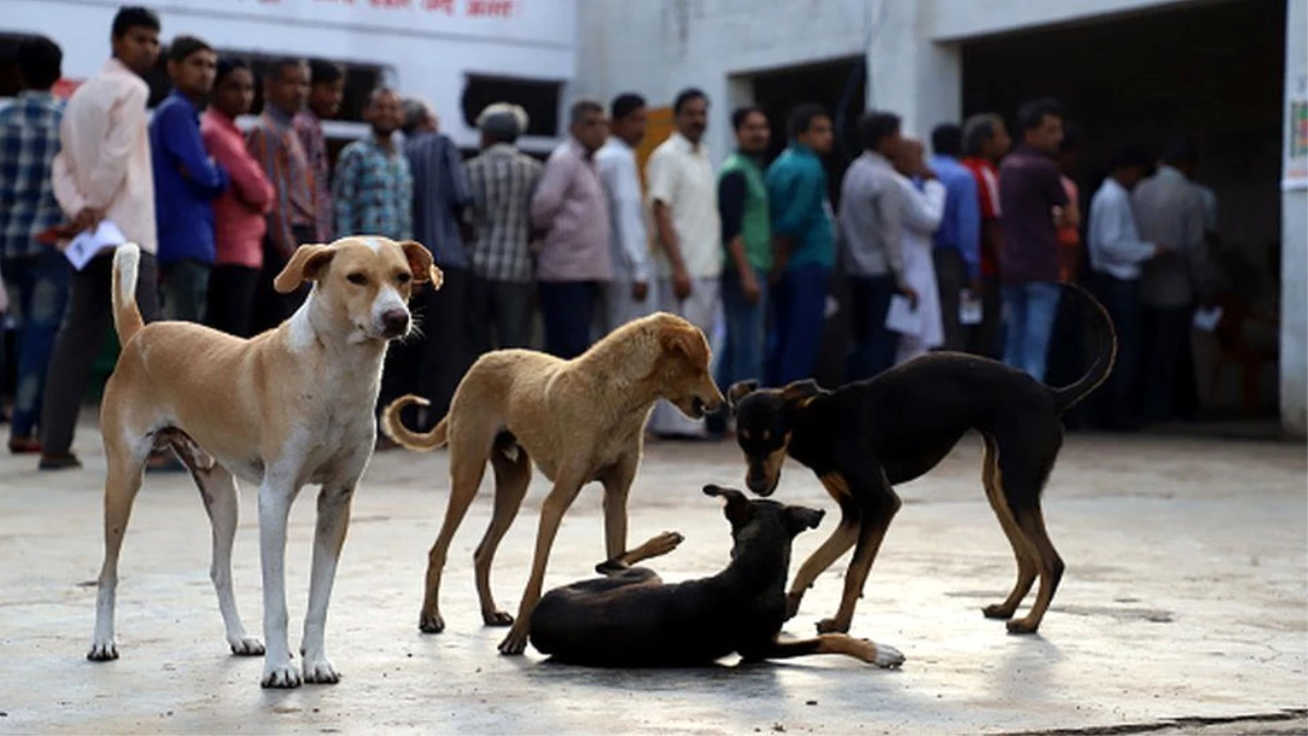 Hindistan\'ın Nagaland eyaletinde köpek eti yasaklandı