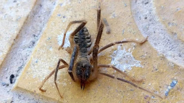 Konya'da görülen et yiyen örümcek yüzünden vatandaşlar tedirgin! Zehri insanı öldürüyor