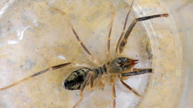 Konya'da görülen et yiyen örümcek yüzünden vatandaşlar tedirgin! Zehri insanı öldürüyor