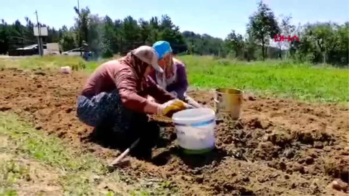 KARABÜK Safran üreticileri, soğanları topladı