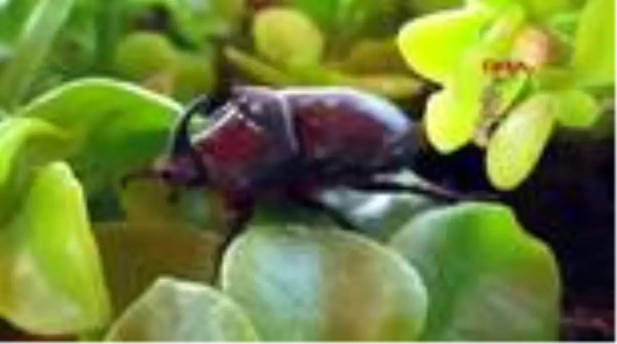 Son dakika! ÇANAKKALE Kampta görülen Gergedan böceği, tatilcilerin ilgi odağı oldu