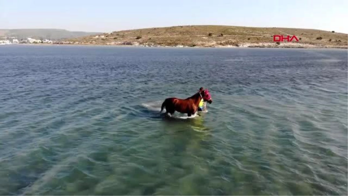 Son dakika haberleri: İZMİR Sakatlanan yarış atlarına denizde terapi