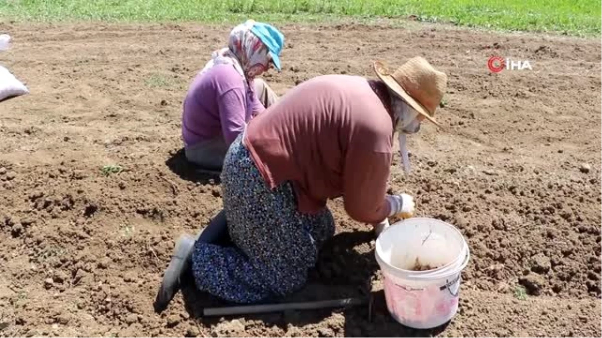 3 yılda bir toplanan Safran soğanının hasadına başlandı