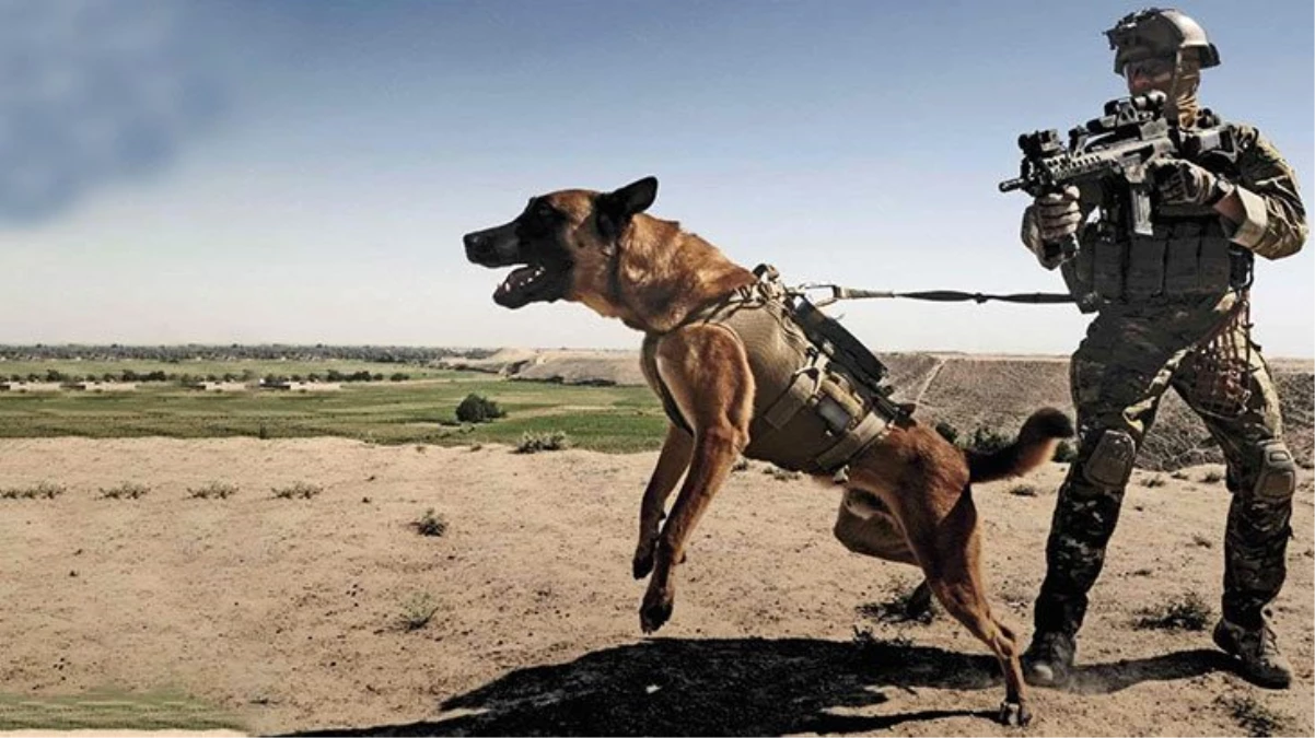 Alman Ordusu, köpeklere koronavirüslü insanları tespit etmeleri için eğitime başladı