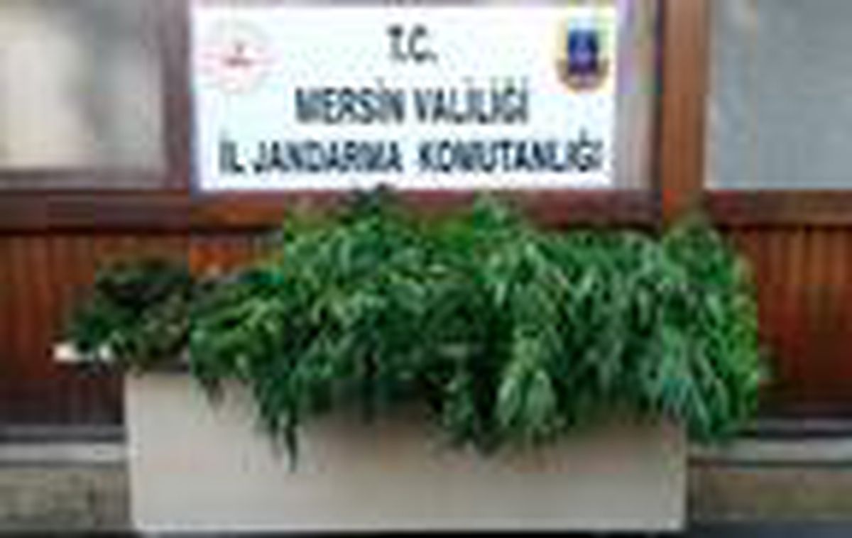 Bahçıvan olarak çalıştığı villanın bahçesine kenevir eken şüpheli tutuklandı