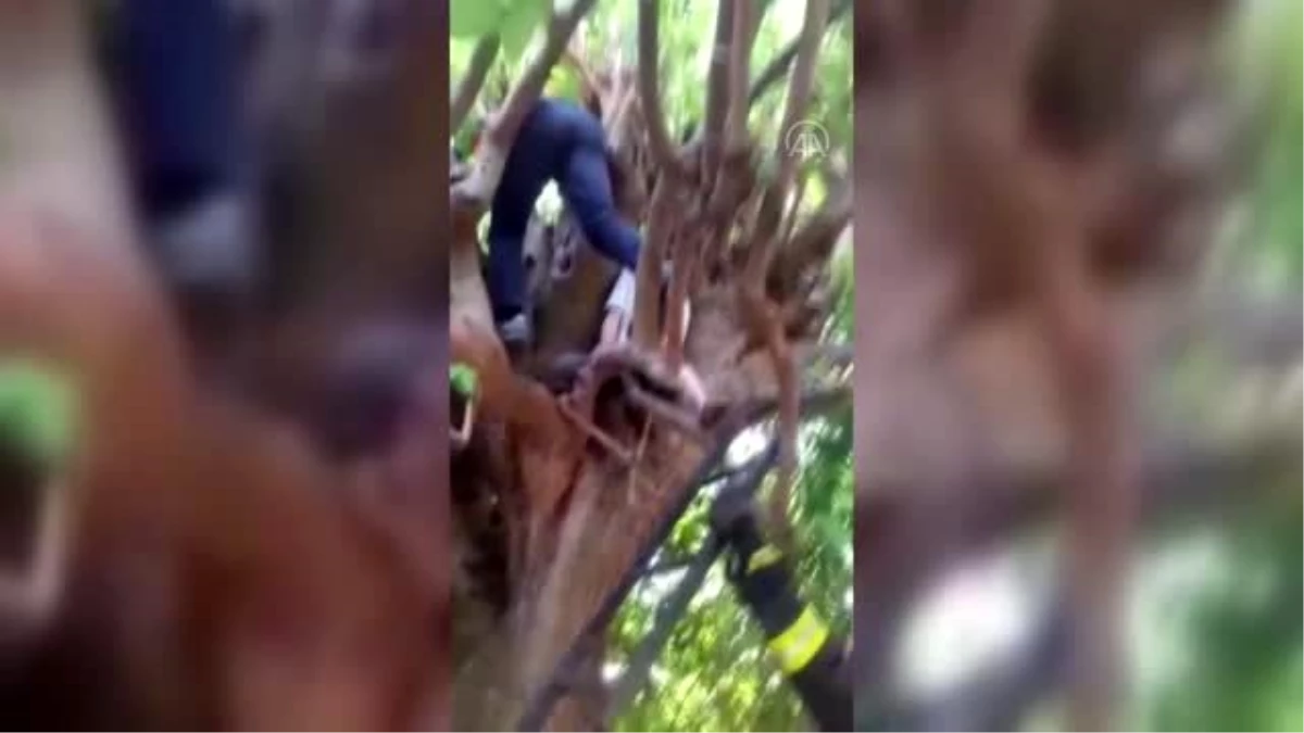 Fethiye\'de çıktığı ağaçta mahsur kalan kişi kurtarıldı