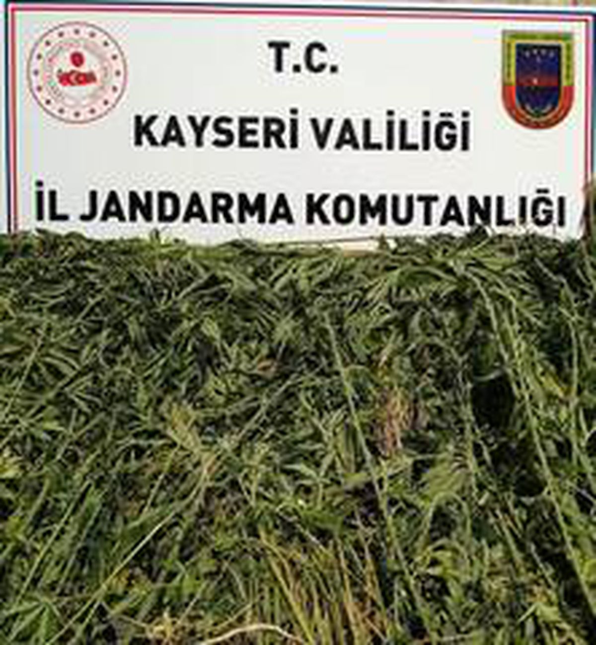 Kayseri\'de bin 708 kök kenevir ele geçirildi