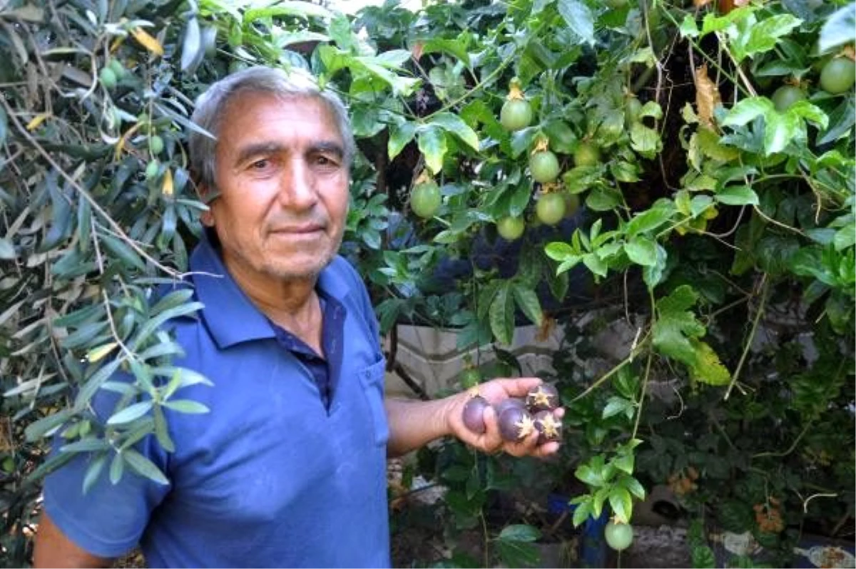Hobi olarak yetiştirmeye başladığı çarkıfelek meyvelerinin kilosunu 100 liradan satıyor