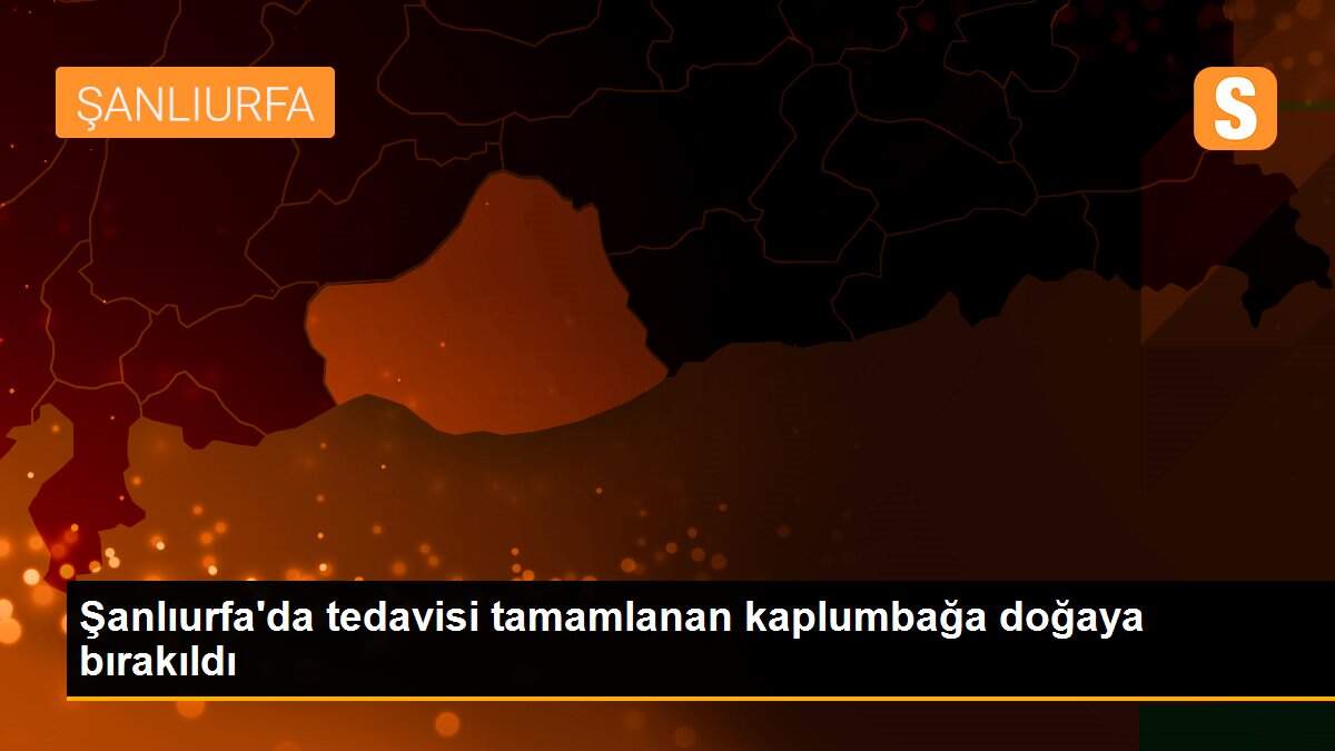 Son dakika haber | Şanlıurfa\'da tedavisi tamamlanan kaplumbağa doğaya bırakıldı