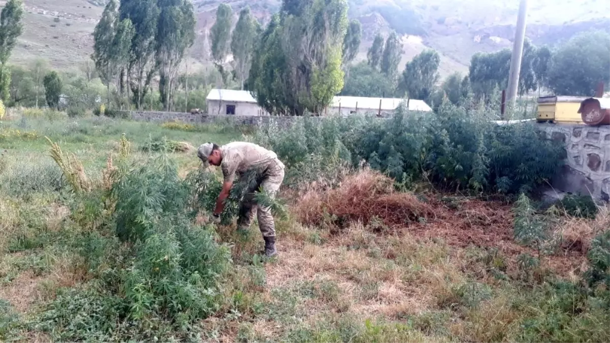 Sarıkamış\'ta kenevir ele geçirildi