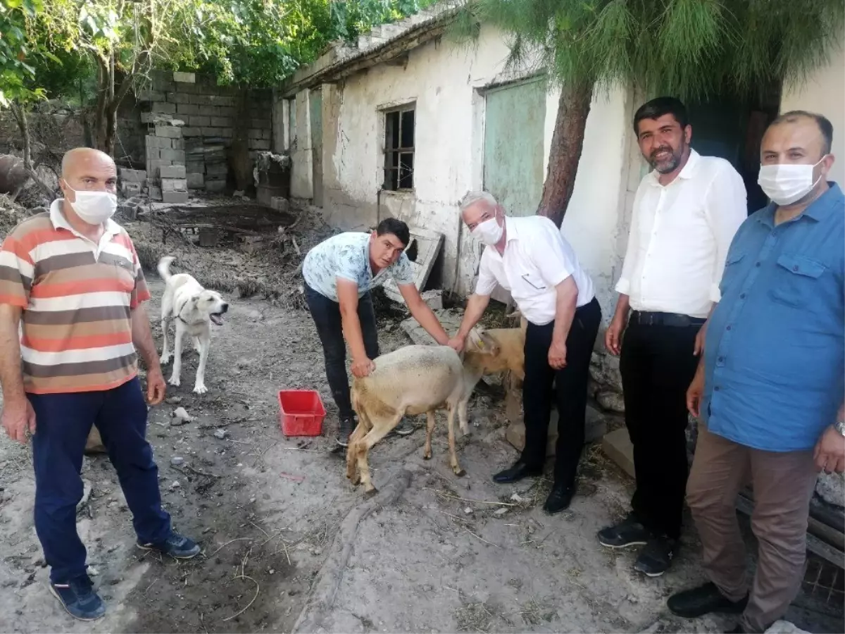 Selde hayvanları telef olan adama koyun ve kuzu hediye etti