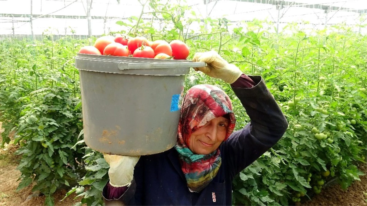 Domates fiyatları üreticiyi üzüyor