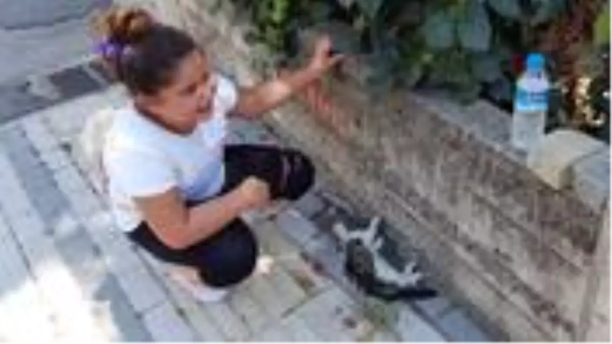 9 yaşındaki kız çocuğu, can çekişen yavru kediyi görünce gözyaşlarına hakim olamadı