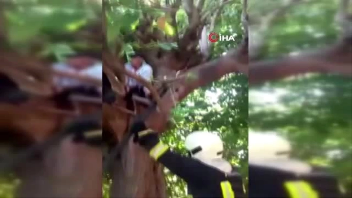 Son dakika... Ağaçta mahsur kalan yaşlı adamı itfaiye kurtardı