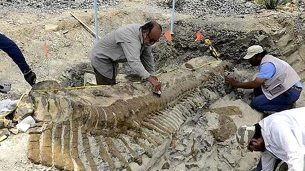 Arjantin\'de 70 yıl önce bulunan balık fosilinin 70 milyon yıllık olduğu keşfedildi