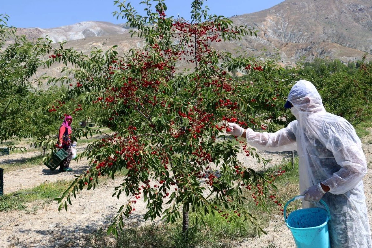 Erzincan\'da 95 ülkeye ihracatı yapılan vişnenin hasadı başladı