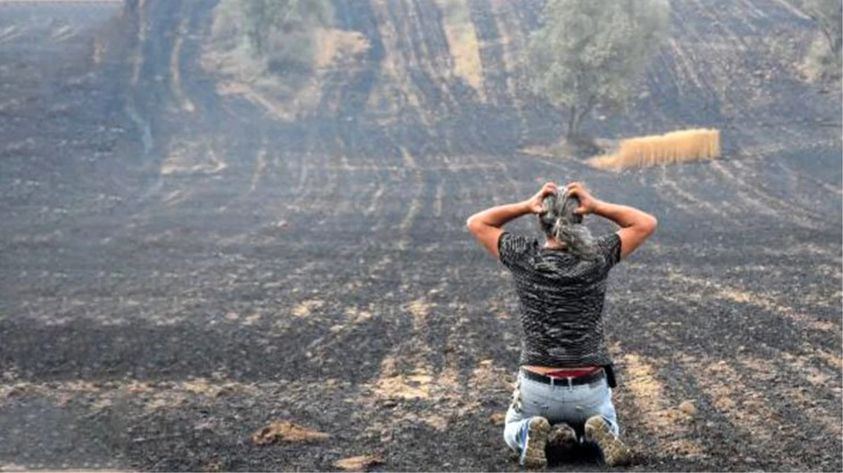 Gelibolu\'da tarlaları yanan köylüler, oluşan manzara sonrasında büyük üzüntü yaşadı