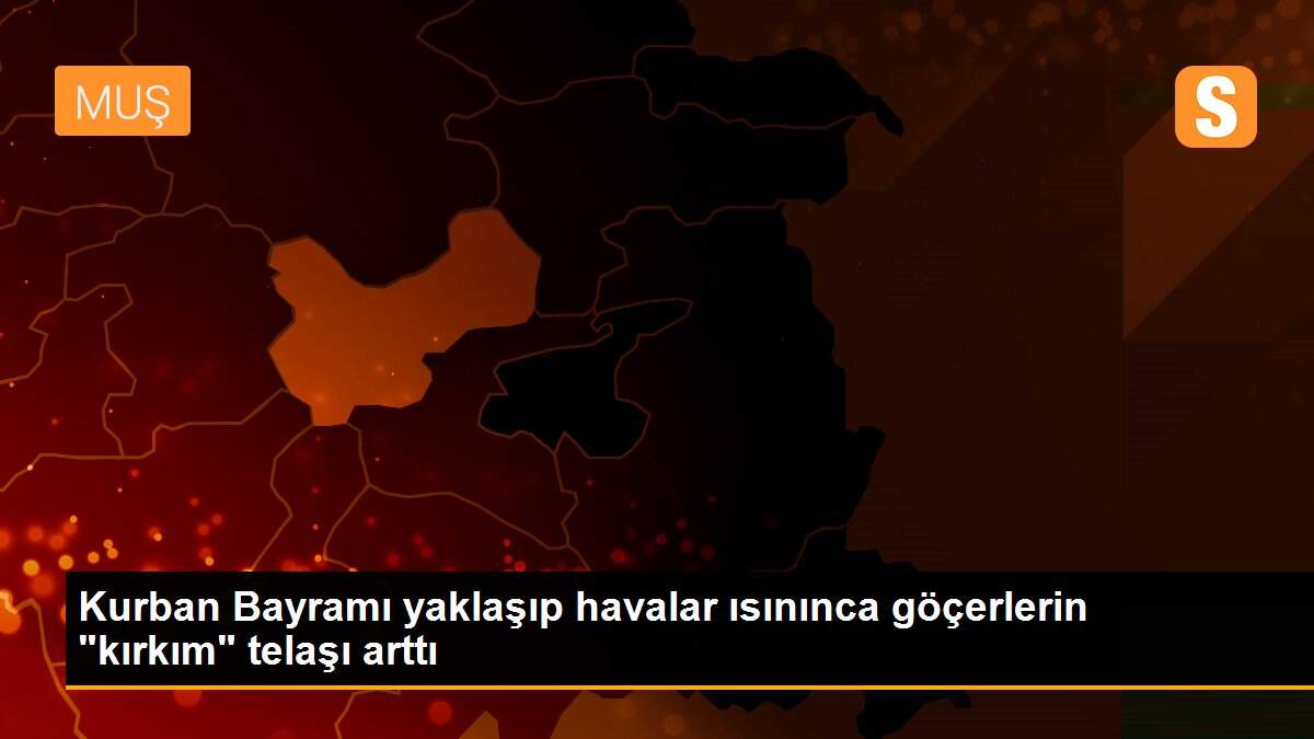 Kurban Bayramı yaklaşıp havalar ısınınca göçerlerin "kırkım" telaşı arttı