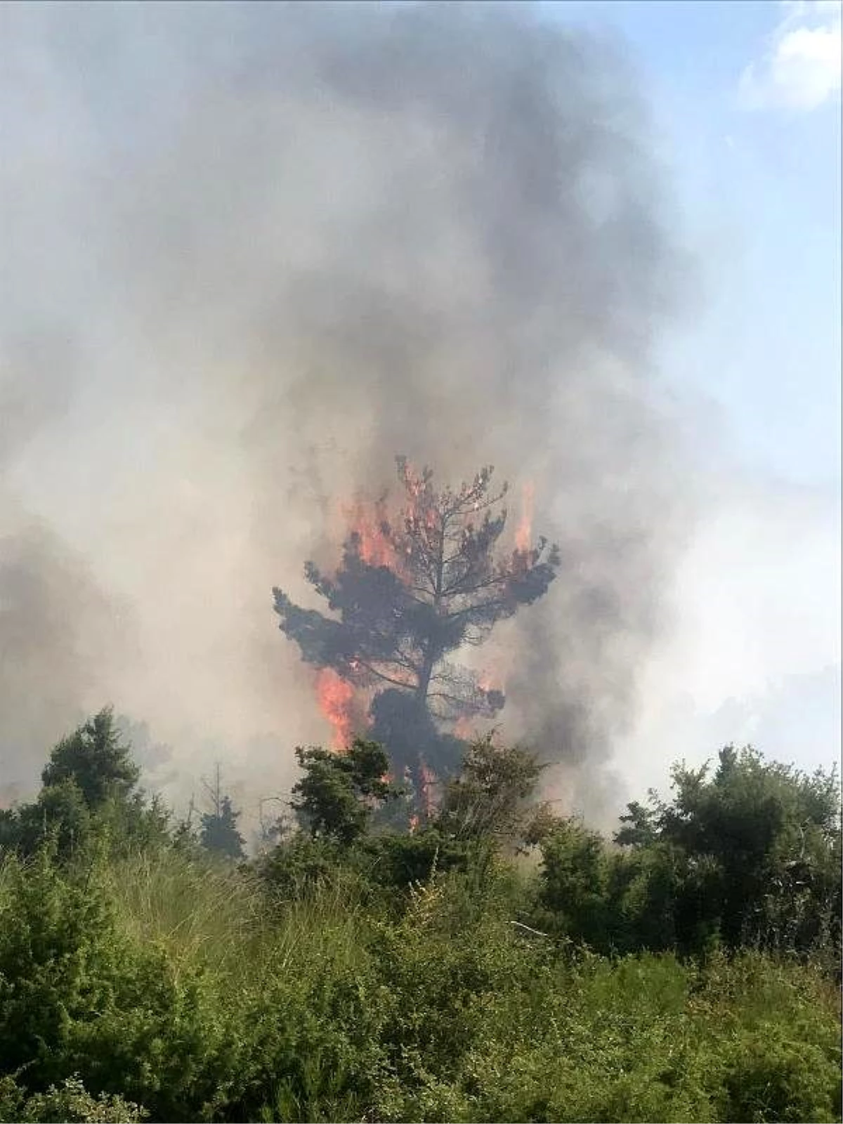 Manisa\'da anız yangını ormanlık alana sıçradı