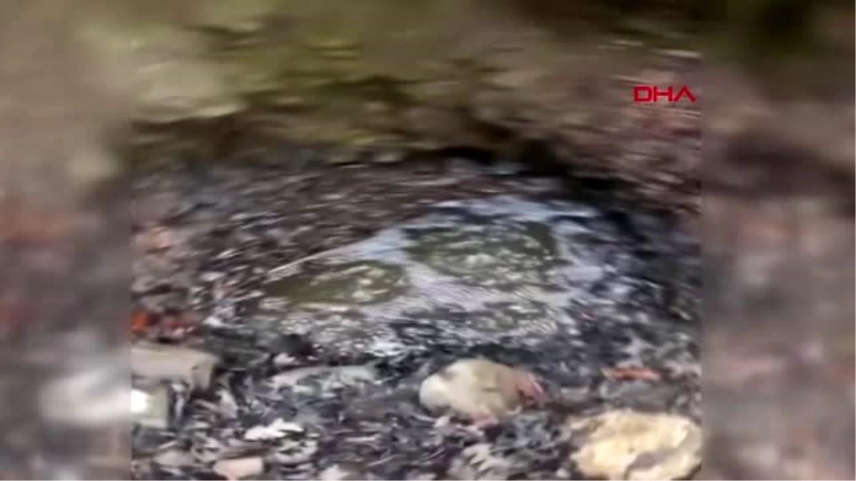 TOKAT Su gözesi civarındaki kuş ölümleri köylüleri endişelendiriyor