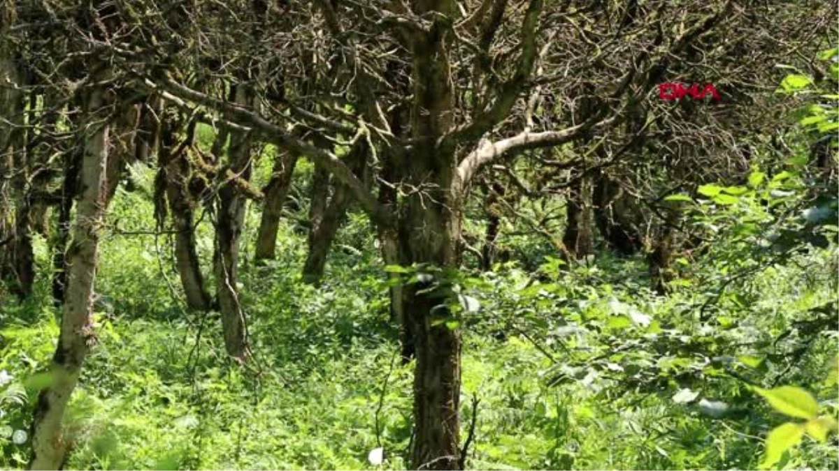 Türkiye\'nin en yaşlı Şimşir ormanlarından iyi haber