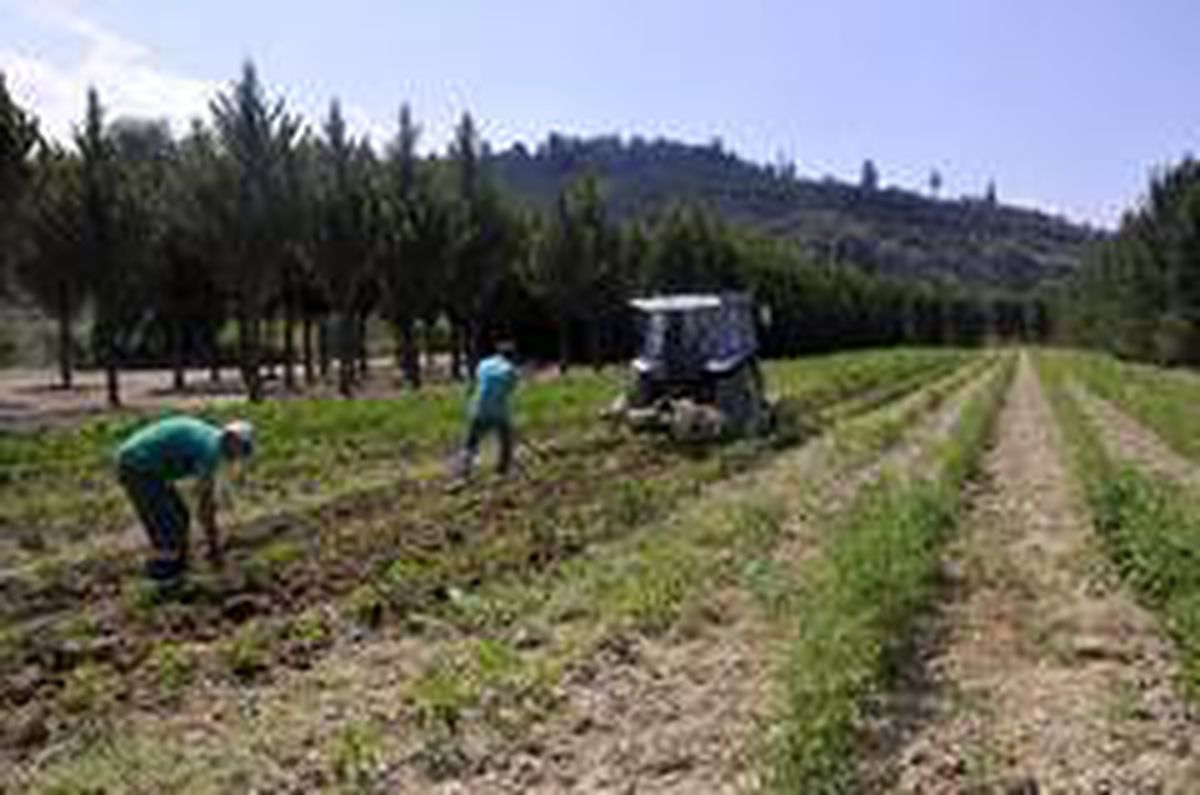 Adabahçe projesinde hasat vakti başlıyor