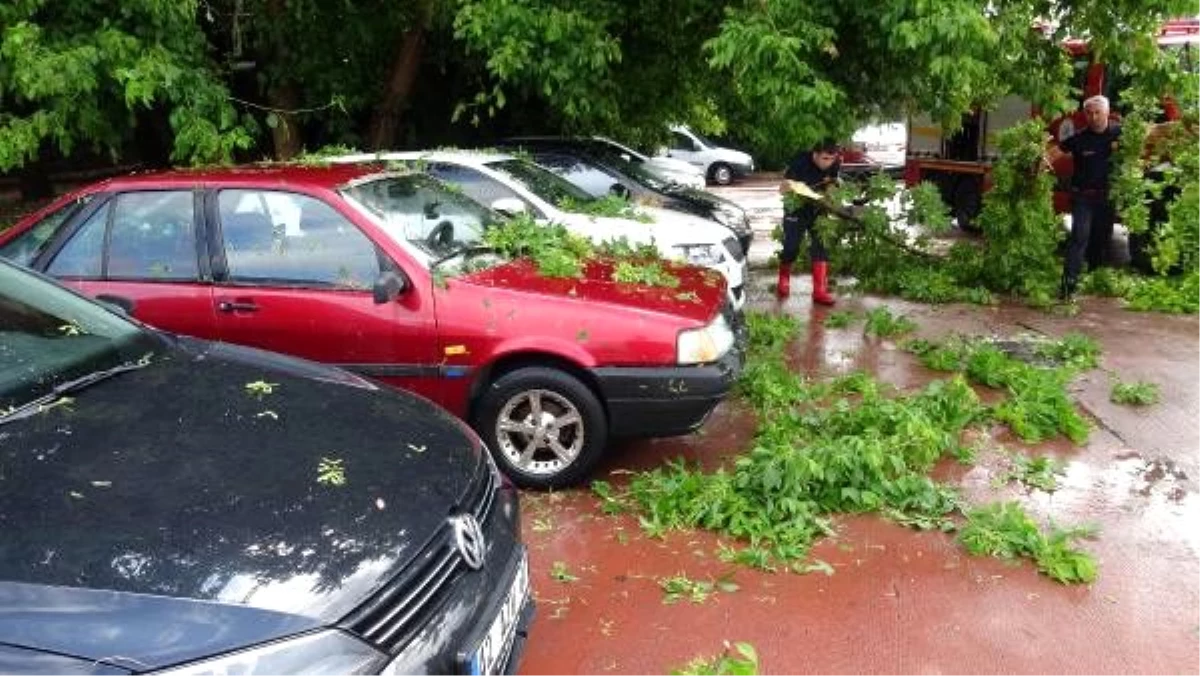 Son dakika haberleri: Ağaç, park halindeki otomobillerin üzerine devrildi