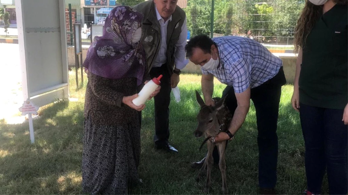 Başkan ormanda bulduğu geyik yavrusunu Milli Parklara teslim edildi