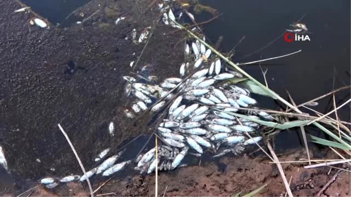 Delice ırmağında toplu balık ölümleri tedirgin ediyor