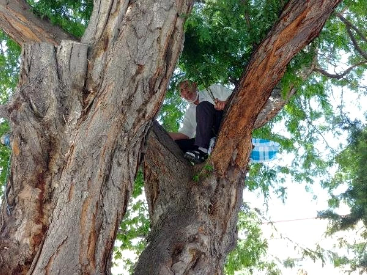 Dinlenmek için geldiği bankta, elindeki yastıkla ağaca tırmandı