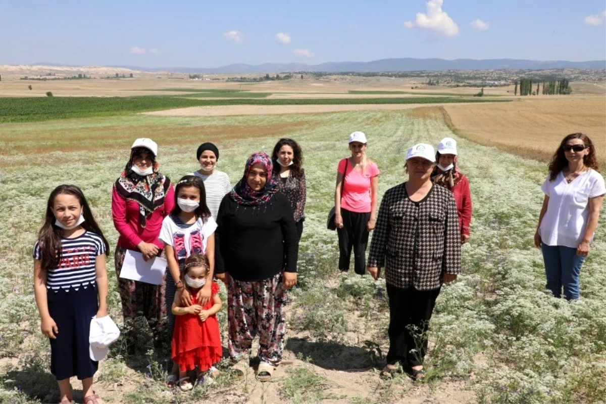 Eskişehir\'de kadın çiftçiler odaklı anason bitkisi üretimi