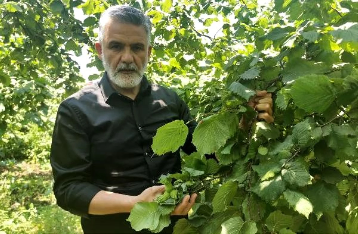 Fındık üreticisinin gözü taban fiyatta