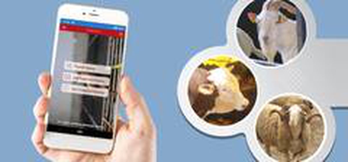Hayvancılık üreticilerine online uygulama