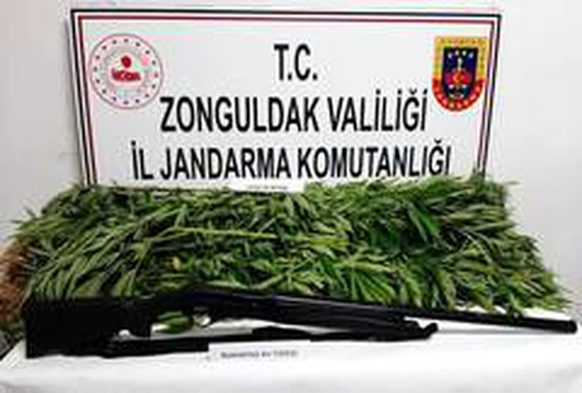 Jandarmadan kenevir operasyonu: 1 gözaltı