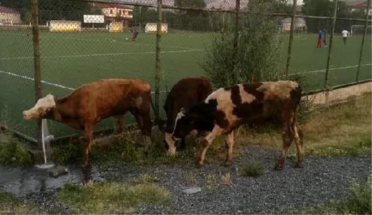 Kayıp danalar, halı sahanın soyunma odasında bulundu