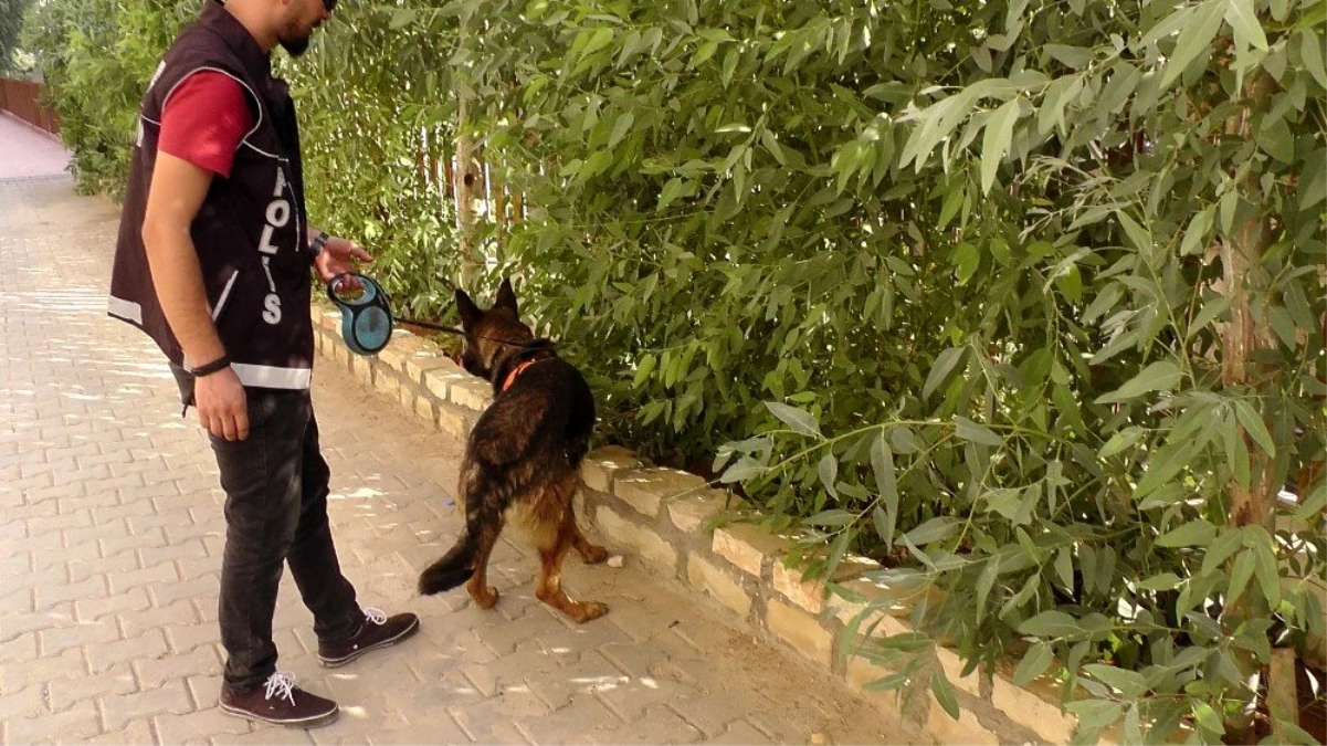 Kızıltepe\'de dedektör köpek \'Eros\' uyuşturucuya geçit vermiyor