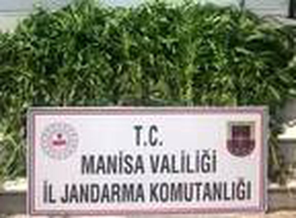 Son dakika! Manisa\'da, 525 kök Hint keneviri ele geçirildi
