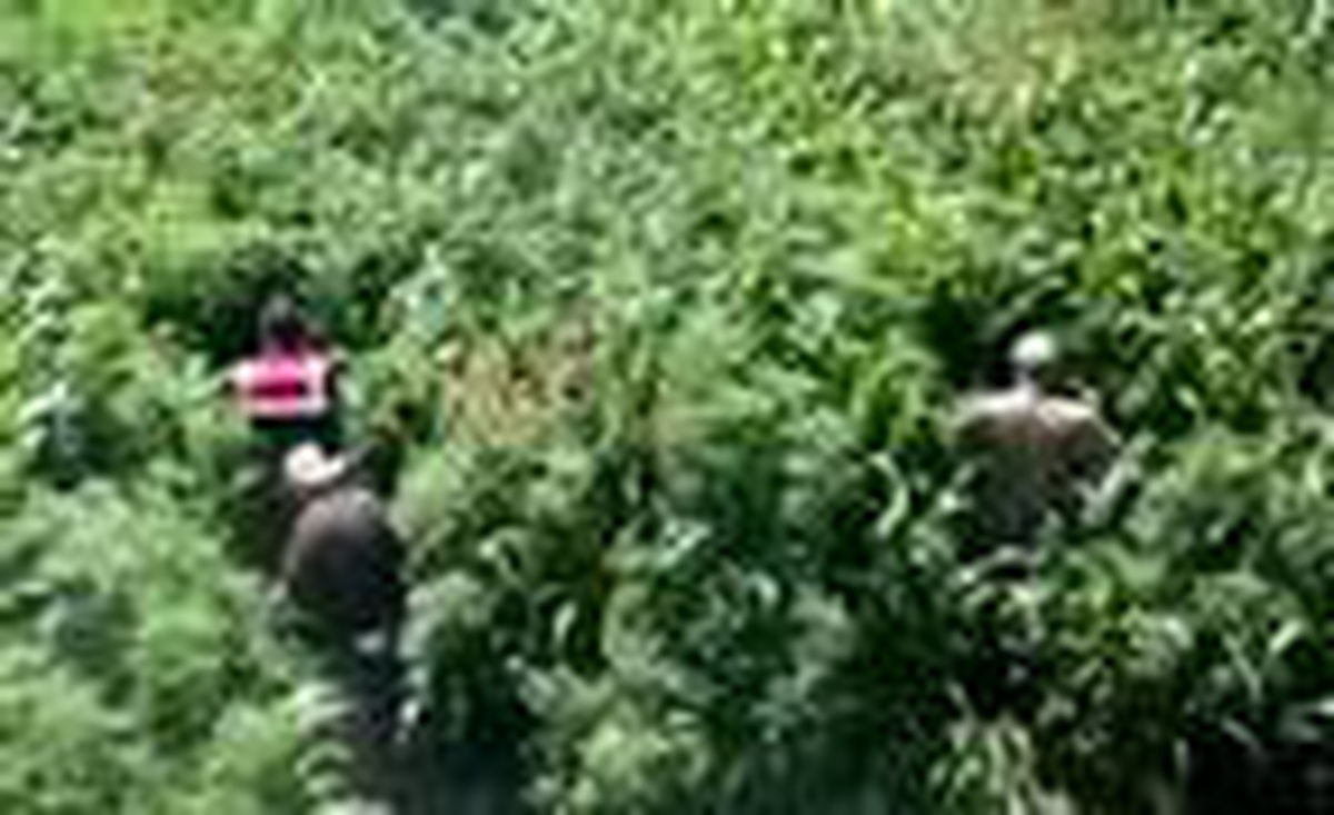 Mısır tarlasına ekili 10 bin 360 kök Hint keneviri ele geçirildi