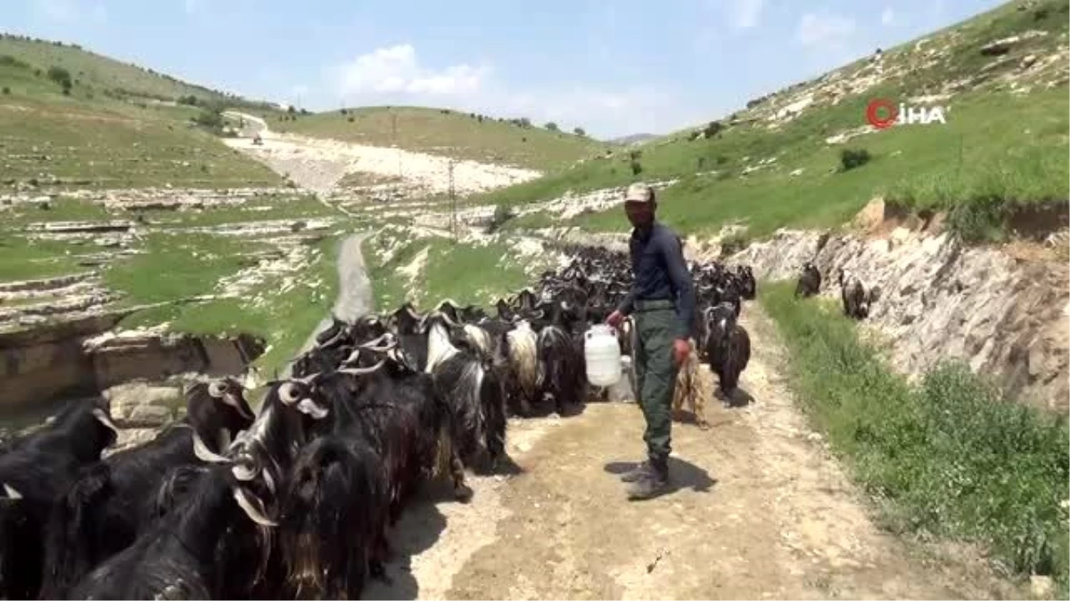 Siirt\'ten büyük şehirlere gönderilecek kurbanlıklar hazır