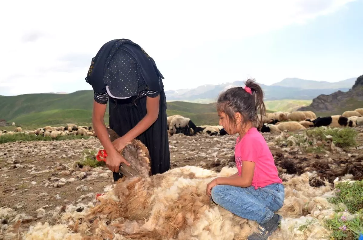 Son dakika haberi | 22 yaşındaki genç kız koyunlara çobanlık yapıyor